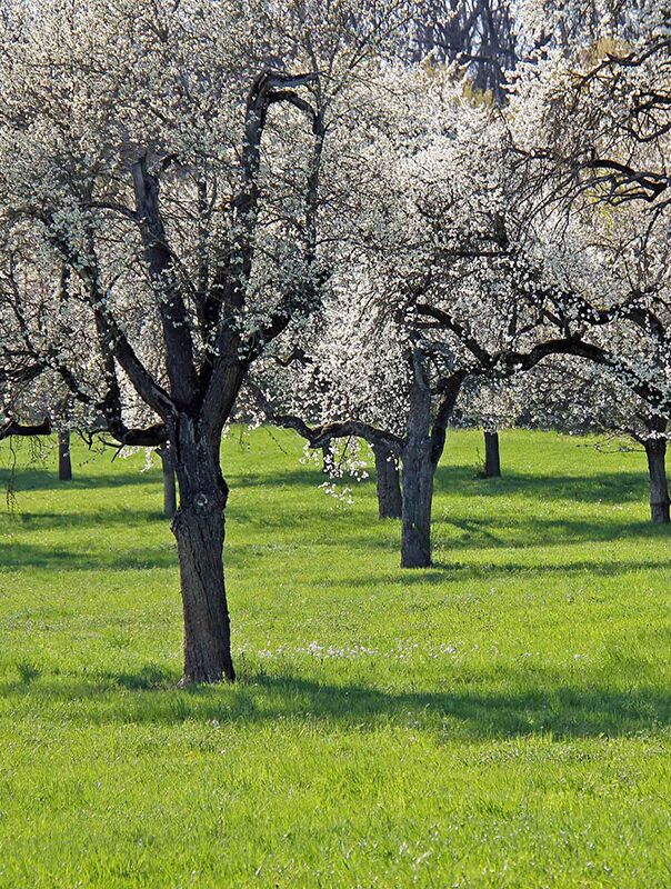 TAG DER STREUOBSTWIESE 2022